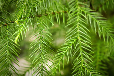 Macro view of delicate branches on a norfolk pine.