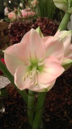 Close-up of flower blooming outdoors