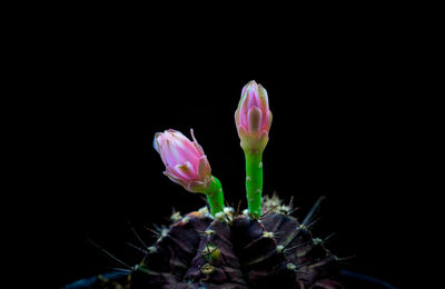 Close-up of pink rose flower against black background