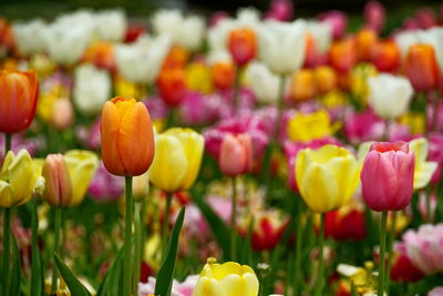 Close-up of tulips