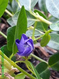 Close-up of purple flowering plant