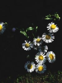 Close-up of white daisy flower