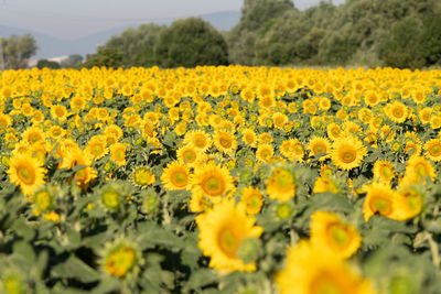 Scenic view of oilseed rape field
