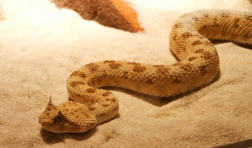 Horned viper on sand in aquarium