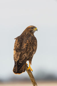 Close-up of eagle perching against clear sky