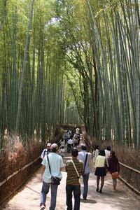 People walking on footpath in forest