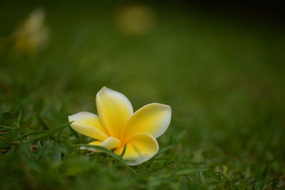 Close-up of yellow crocus flower on field