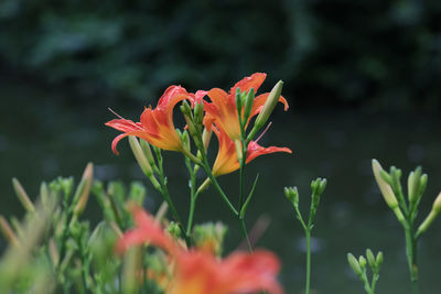 Close-up of orange flowering plant