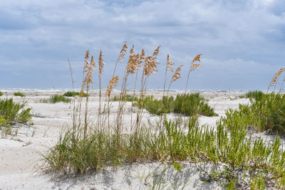 Plants growing on beach against sky