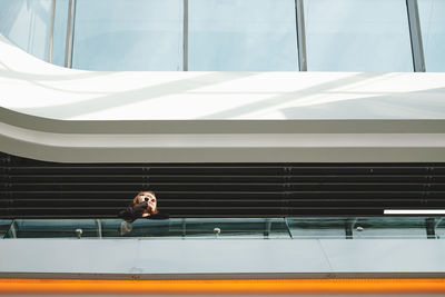 Low angle view of woman talking on phone while standing at balcony