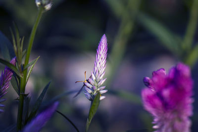 Close-up of purple flowering plants on field