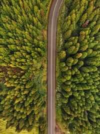 Aerial view of road amidst trees