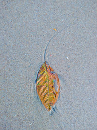 High angle view of dry leaf on land