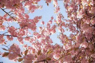 Low angle view of pink flower tree against sky