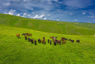 Horses in a field