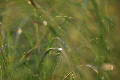 Close-up of water drops on grass