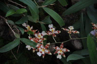 High angle view of flowering plants