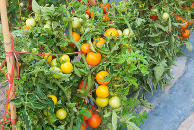 Fresh cherry tomatoes in the garden ,plant tomatoes