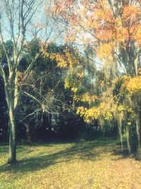 Trees in park