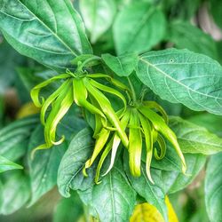Close-up of green leaf