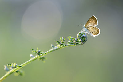 Close-up of butterfly on plant