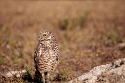 Close-up of a bird perching on a field