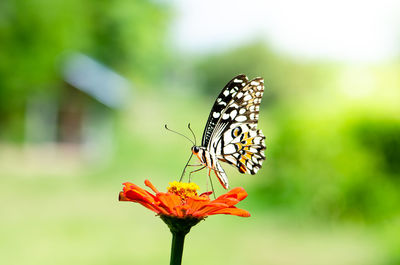 Close-up of butterfly pollinating on flower