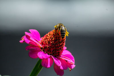 Close-up of honeybee pollinating on pink flower