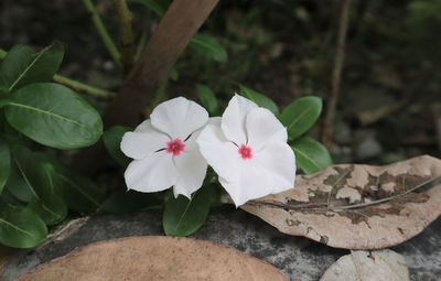 Close-up of white flowering plant