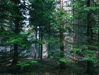 Trees in forest