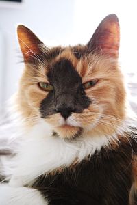 Close-up portrait of a cat