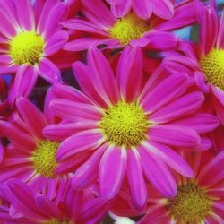 Close-up of pink flower