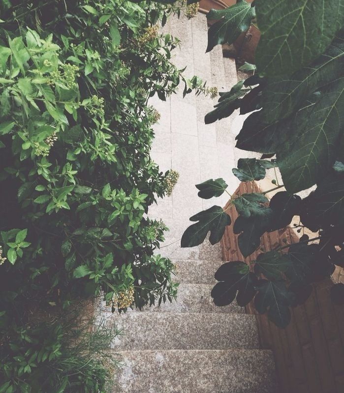 leaf, tree, growth, plant, green color, nature, sunlight, low angle view, wall - building feature, day, built structure, branch, shadow, outdoors, no people, growing, leaves, ivy, architecture, footpath