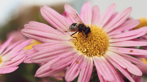 Close-up of honey bee on pink flower