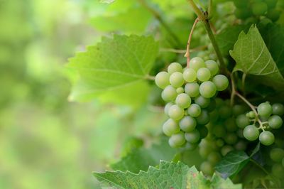 Close-up of grapes growing outdoors