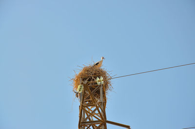 Low angle view of bird perching on nest against clear sky