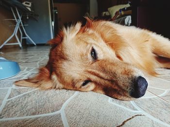 Close-up of dog lying on floor