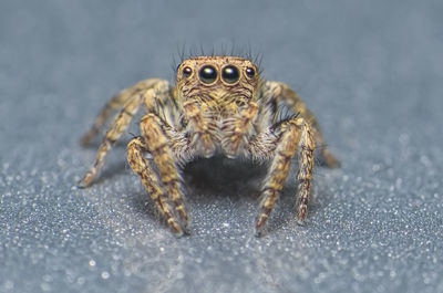 Close-up of spider