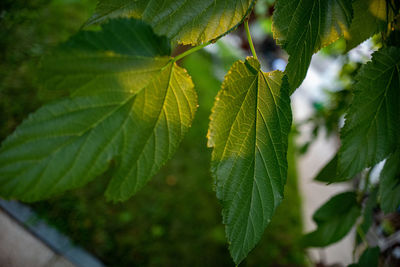 Close-up of green leaves