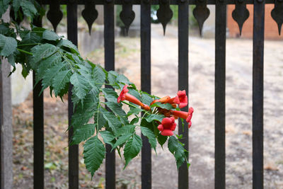 Close-up of red flowering plant by fence