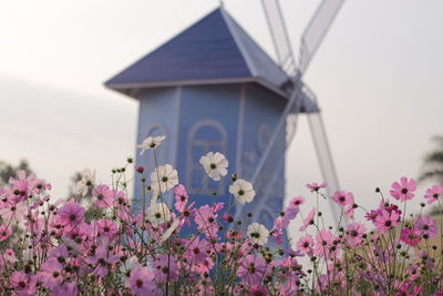 Low angle view of pink flowers