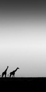 Rear view of horse on beach against clear sky