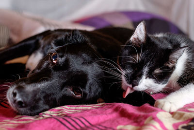 Close-up of black dog lying down on bed