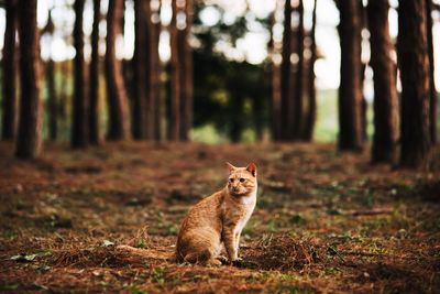 Cat looking away in forest