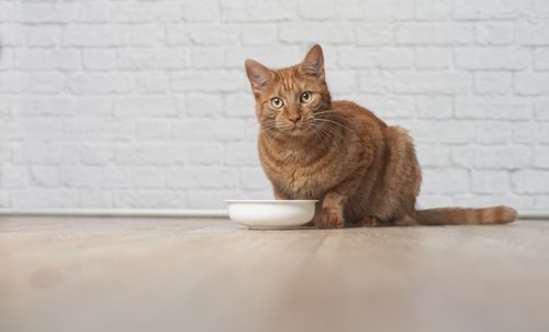 Portrait of ginger cat sitting on table