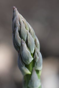 Close-up of flower buds