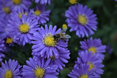 Close-up of honey bee pollinating on purple flowering