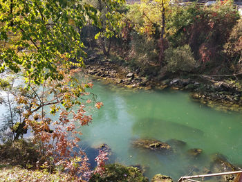 Scenic view of lake in forest