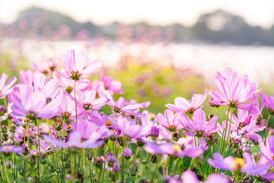 Close-up of pink flowering plant