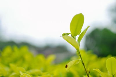 Close-up of fresh green plant in field